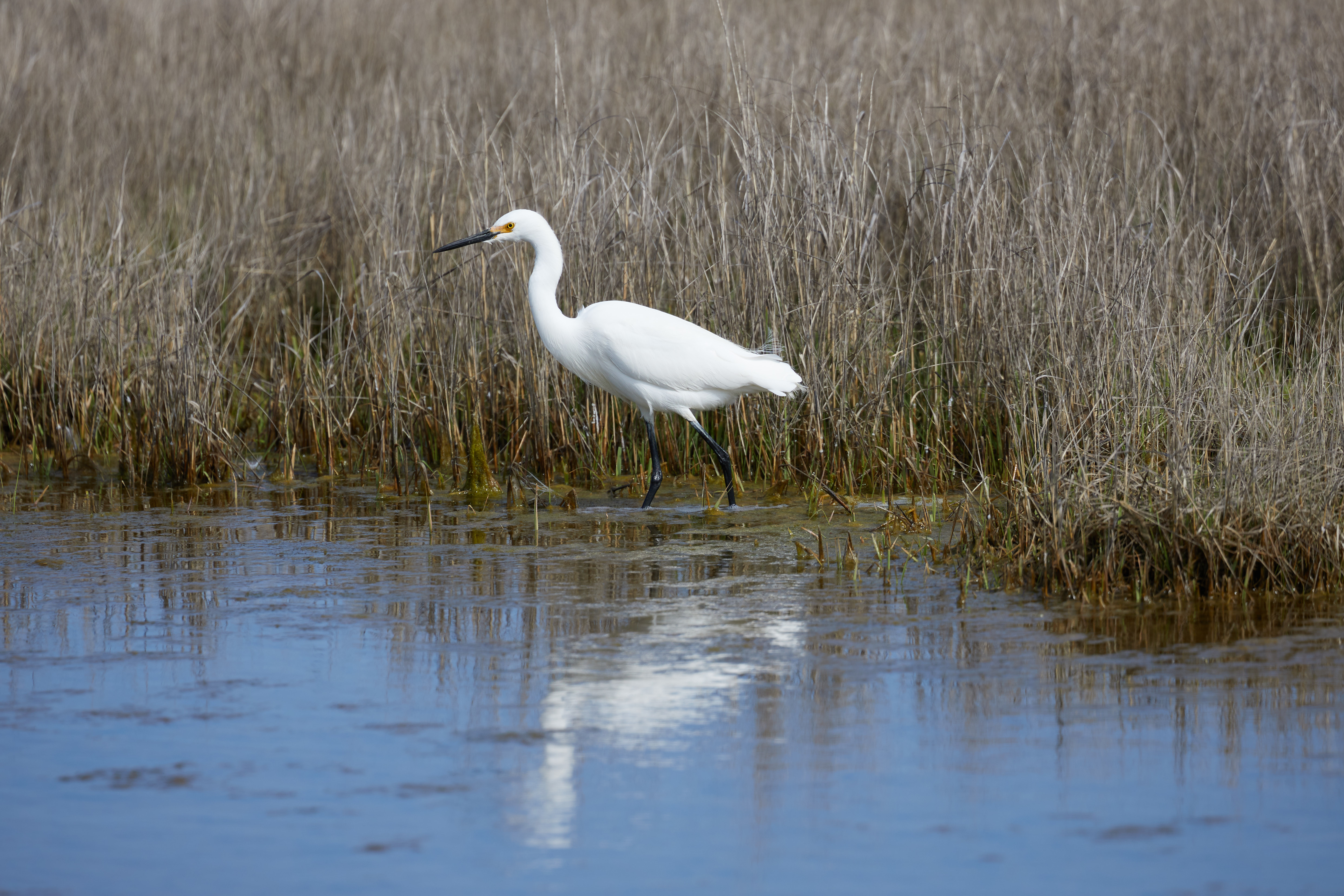 Egret walking in marsh.