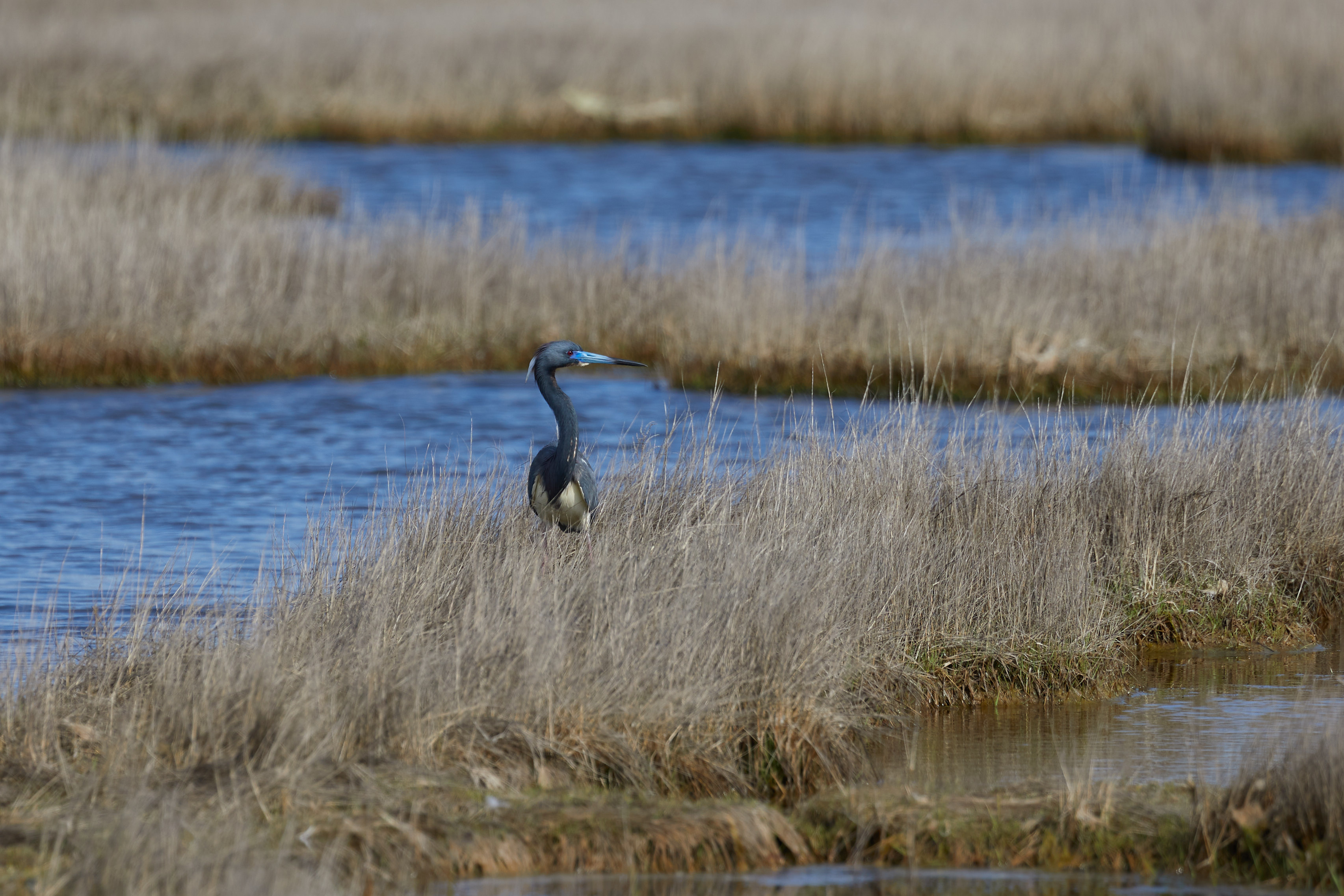 Tri-colored heron in marshland.