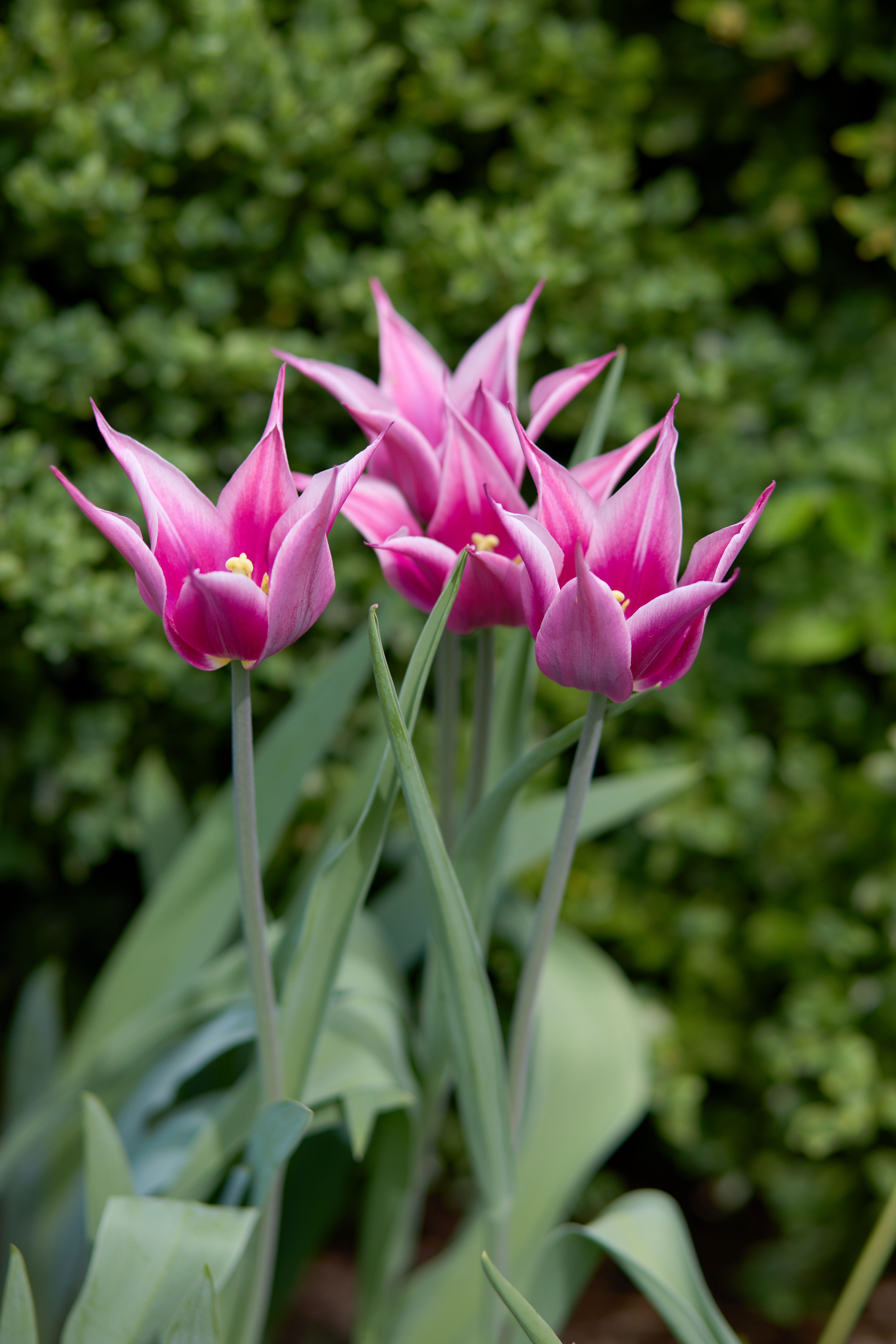 Pink tulips in bloom.