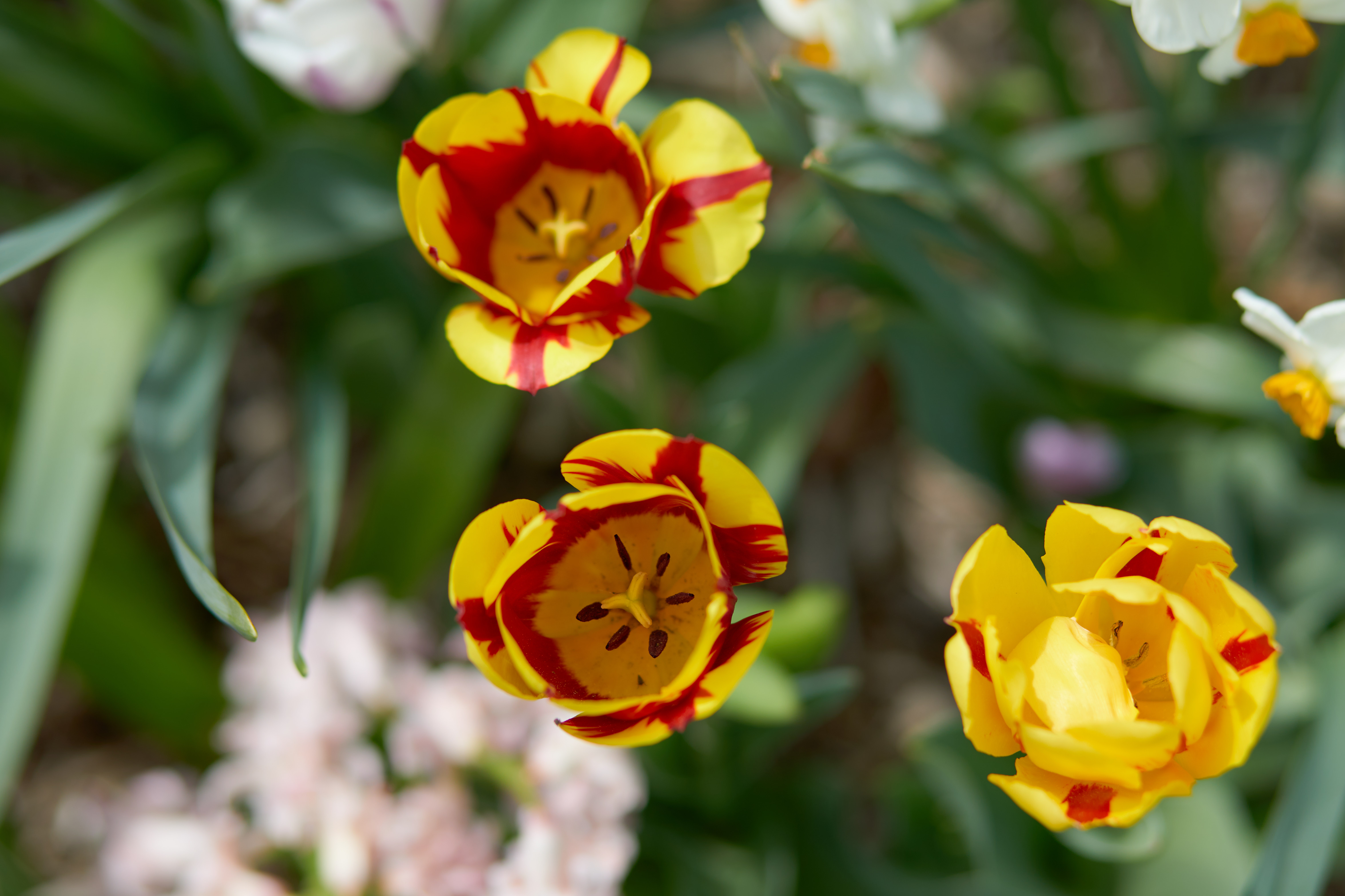 Red and yellow tulips in bloom.