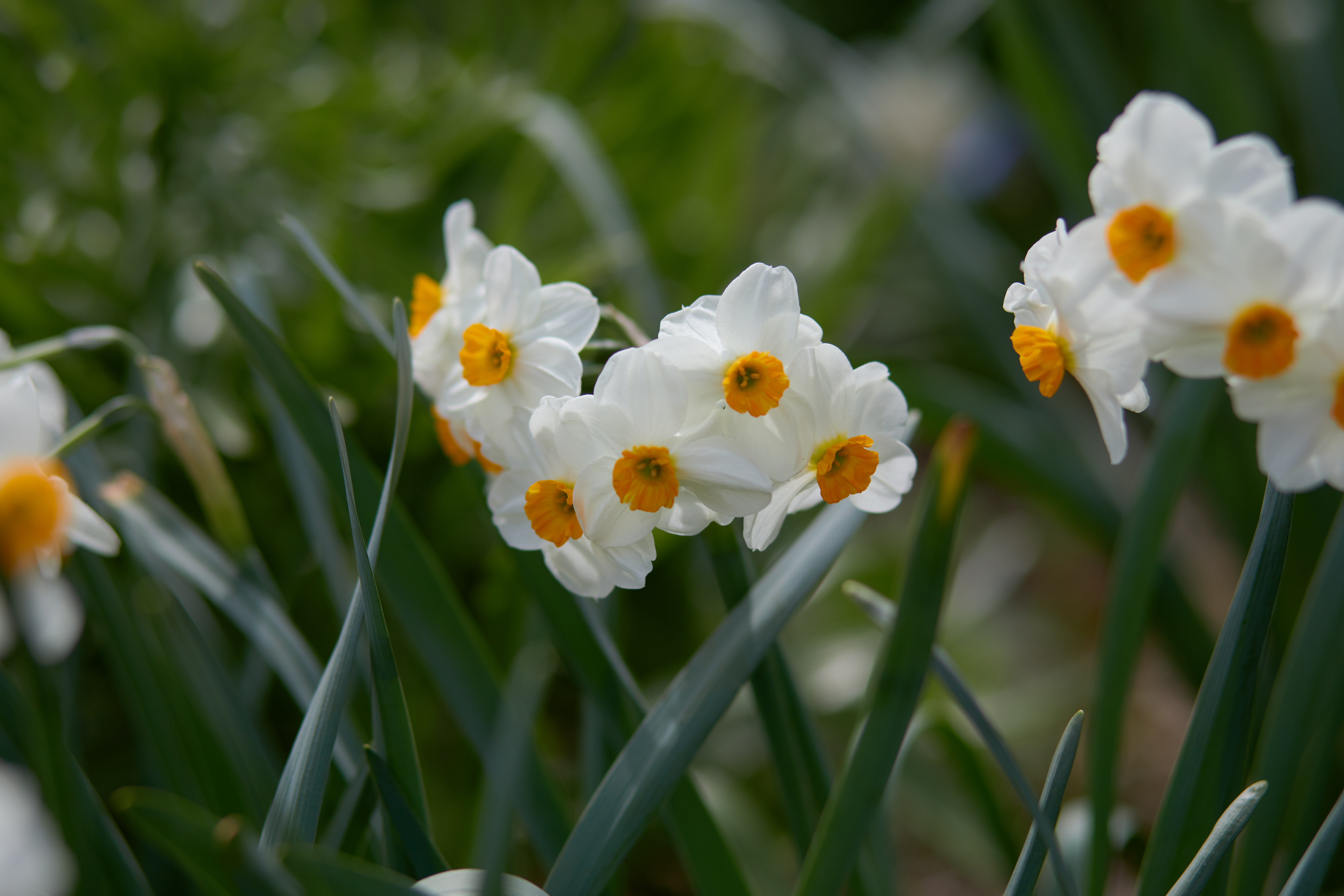 Small narcissus in bloom.