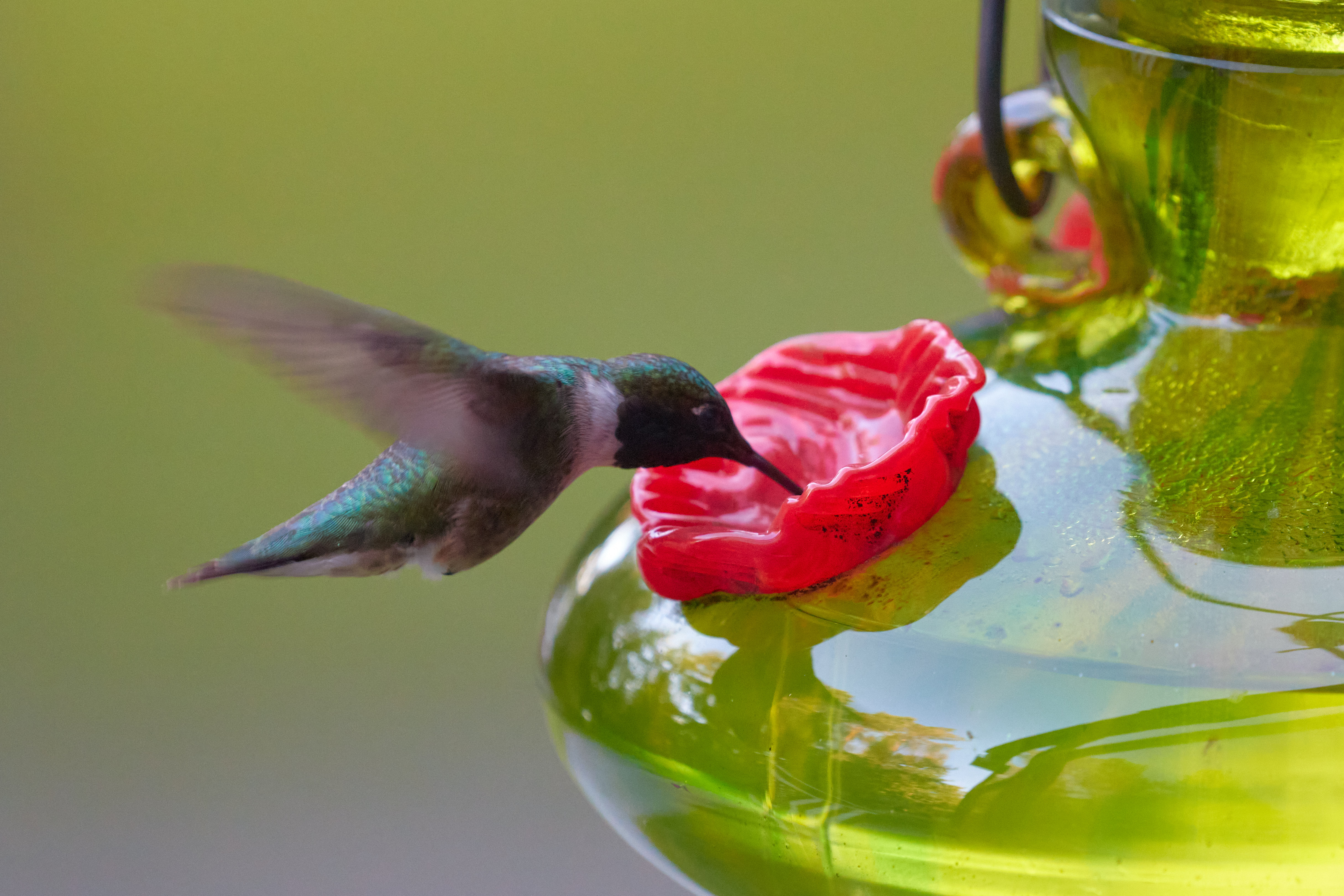 Hummingbird at feeder.