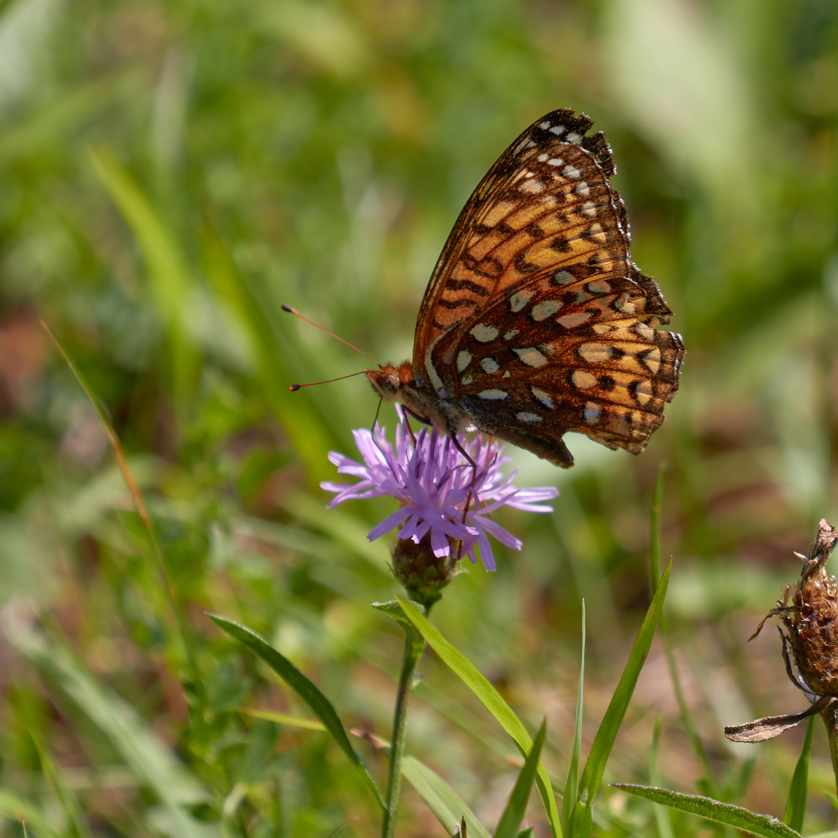 Butterfly atop a flower.