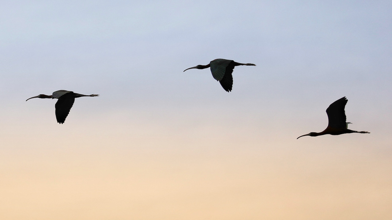 Three ibis flying in morning sky.