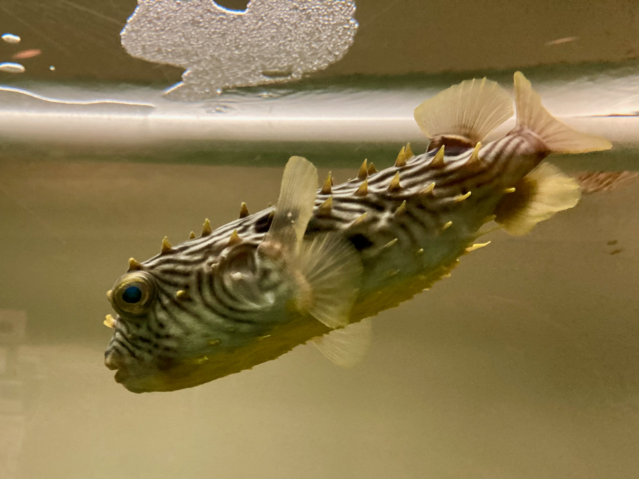 Striped burrfish swimming in tank.