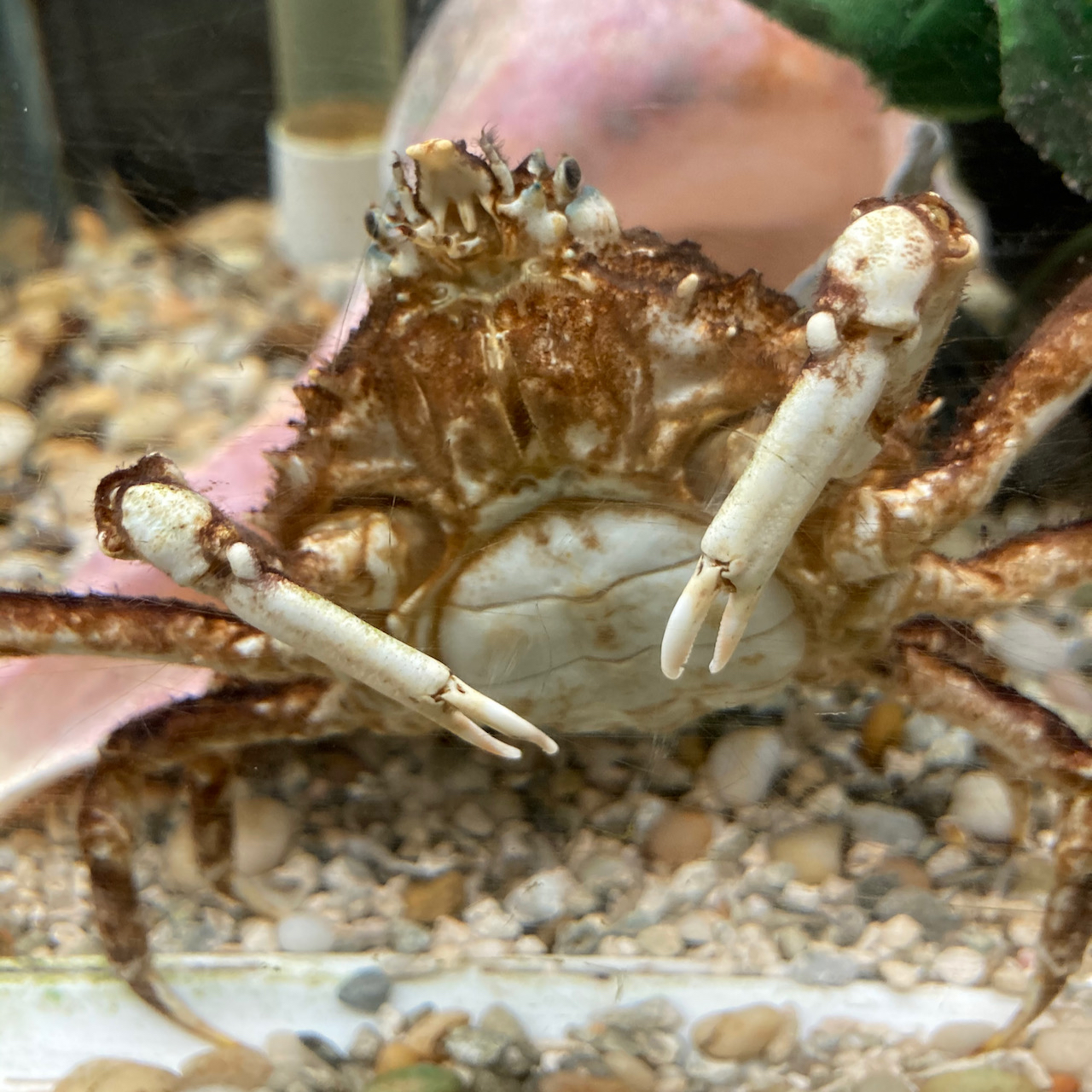 Spider crab in tank.