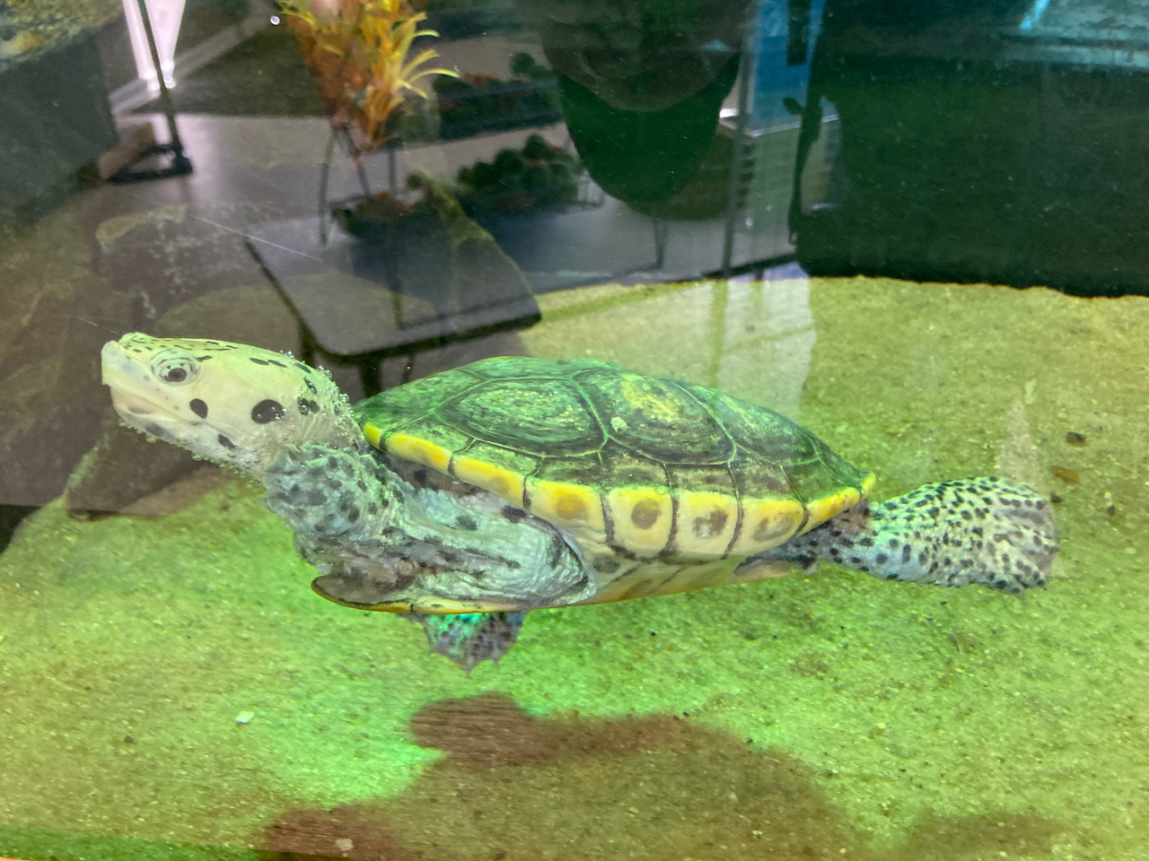 Turtle swimming in aquarium tank.