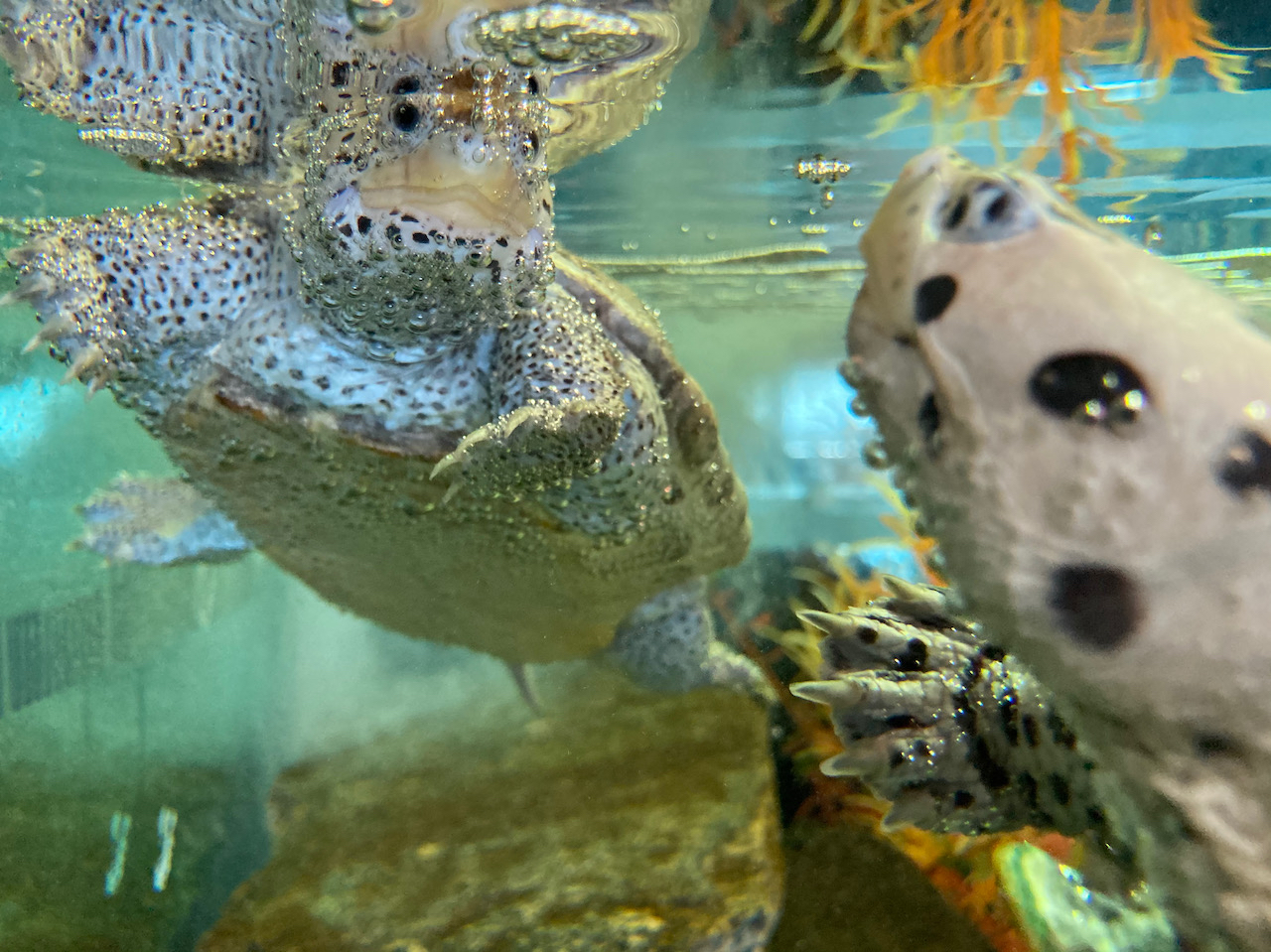 Two turtles swimming in aquarium.