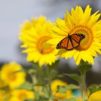 Special Edition: The Photo Contest.