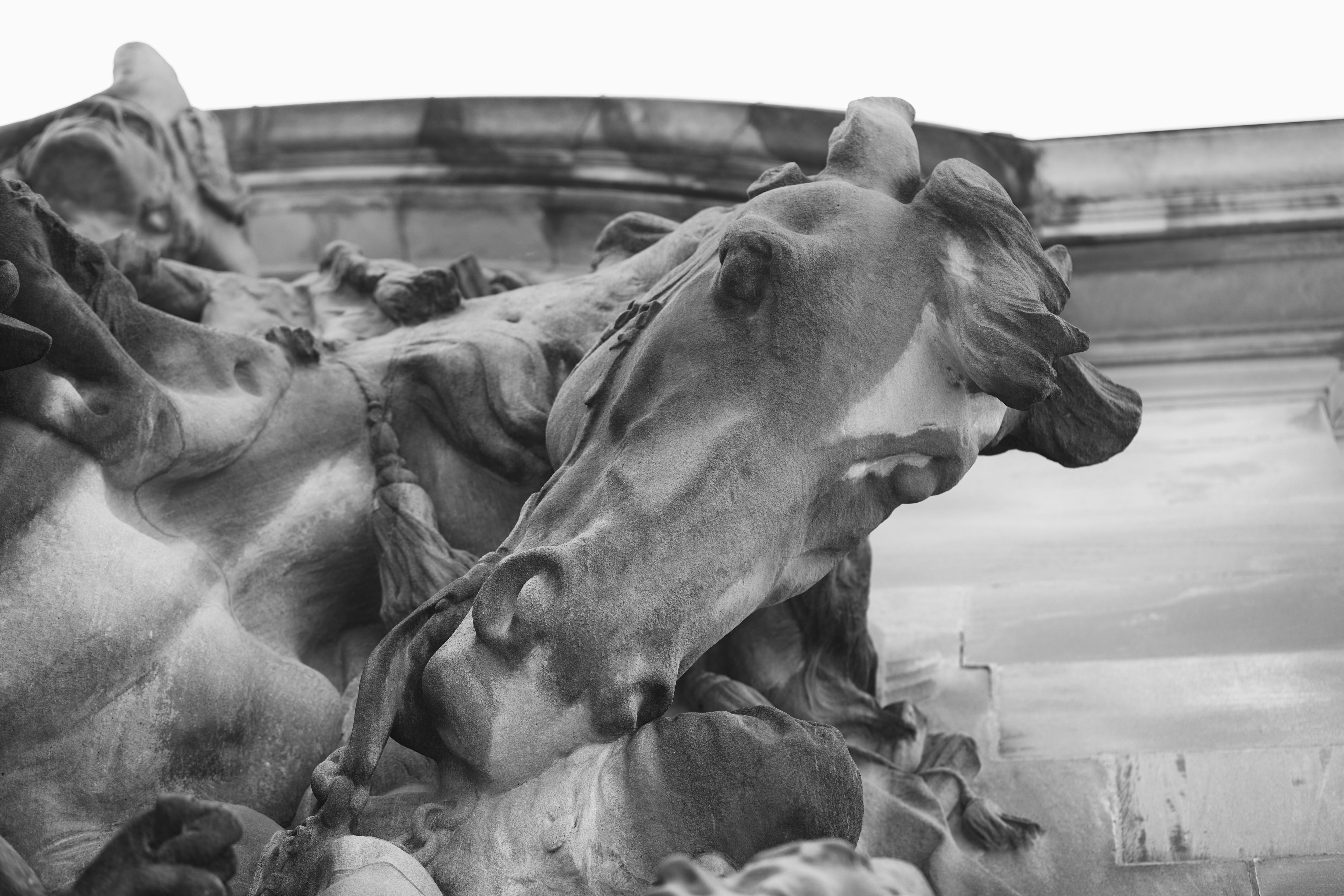Black and white photo of George Washington's horse.
