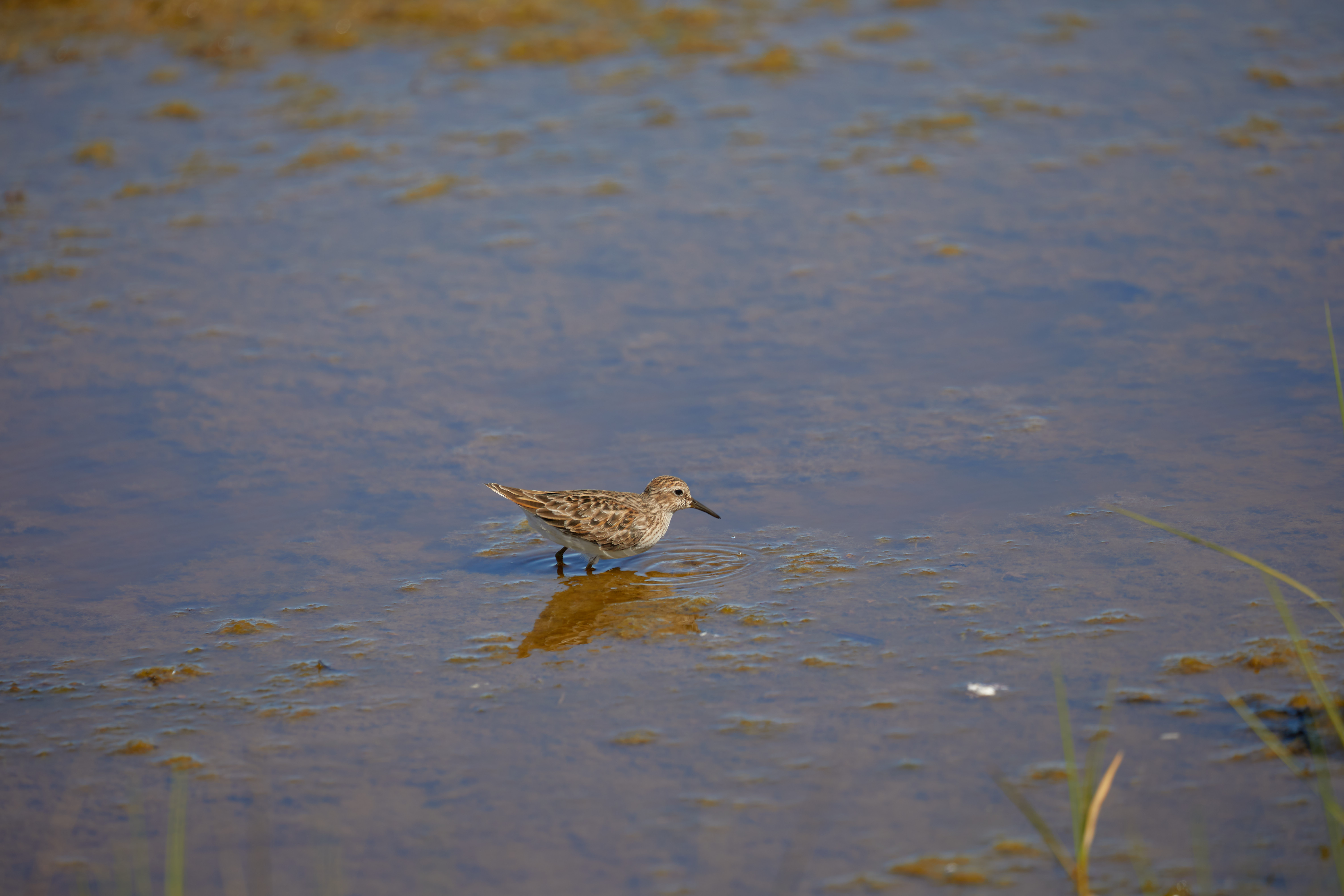Small brown and grey bird with long beak, in water.