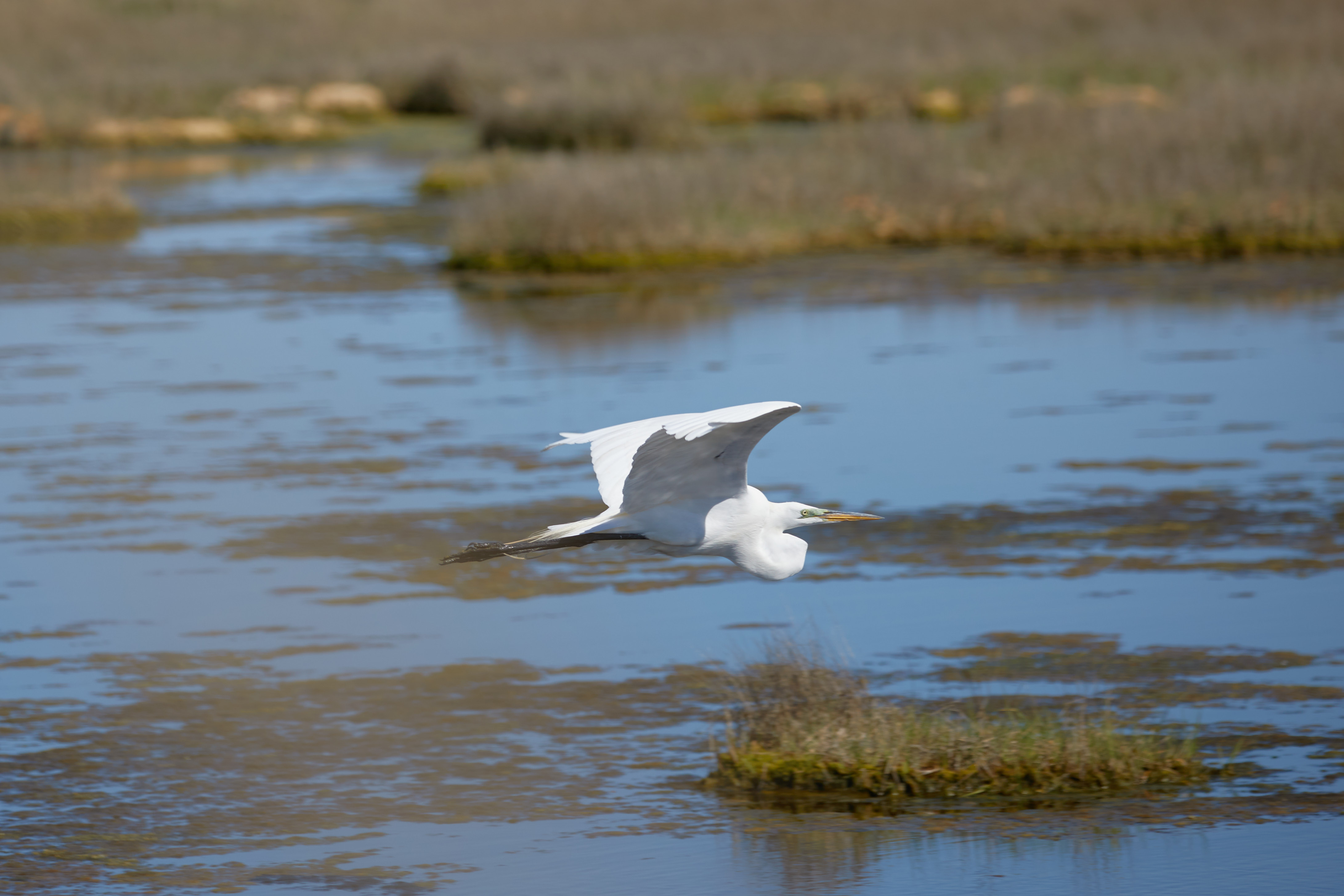 Egret in flight.
