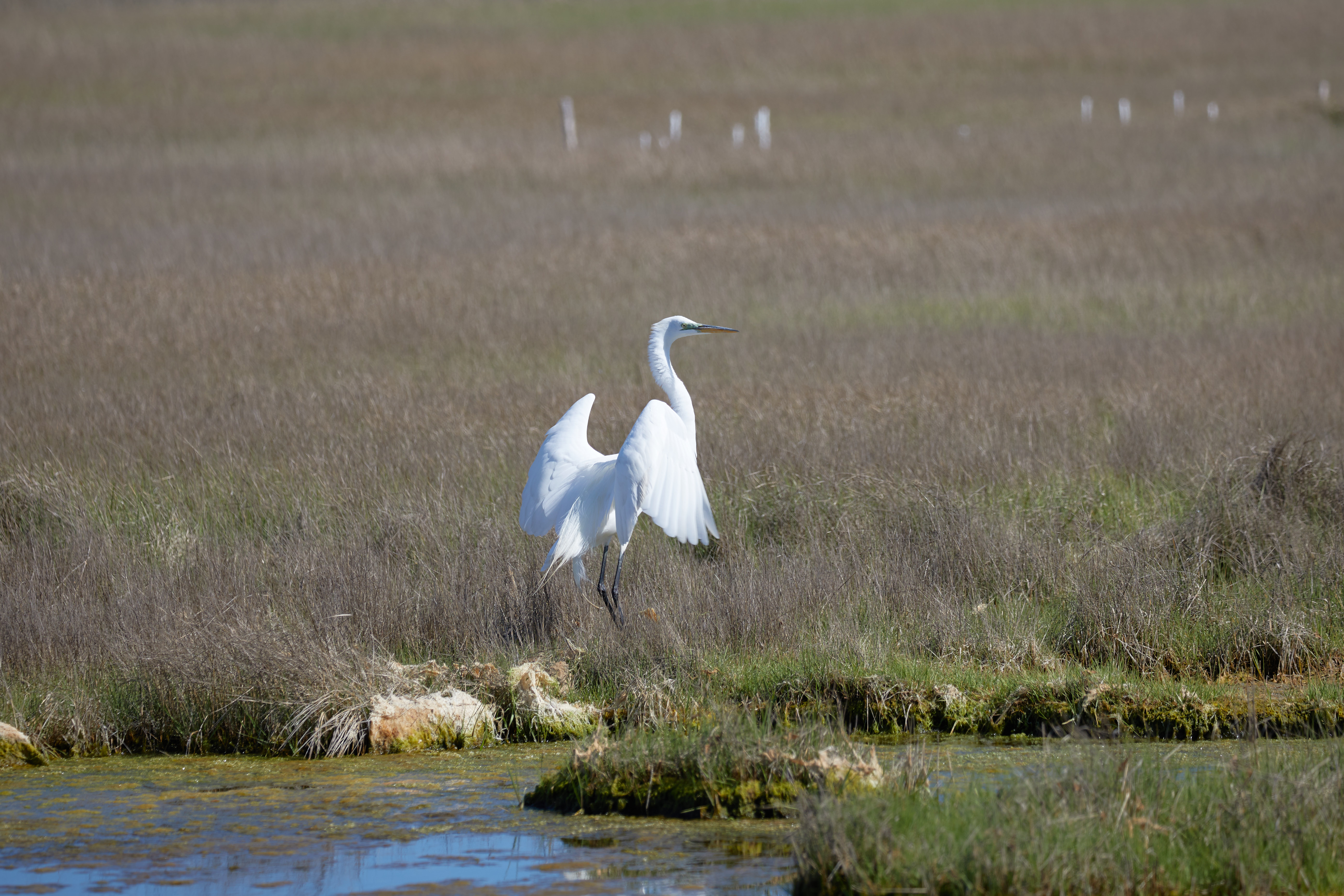 Egret landing in marshland.