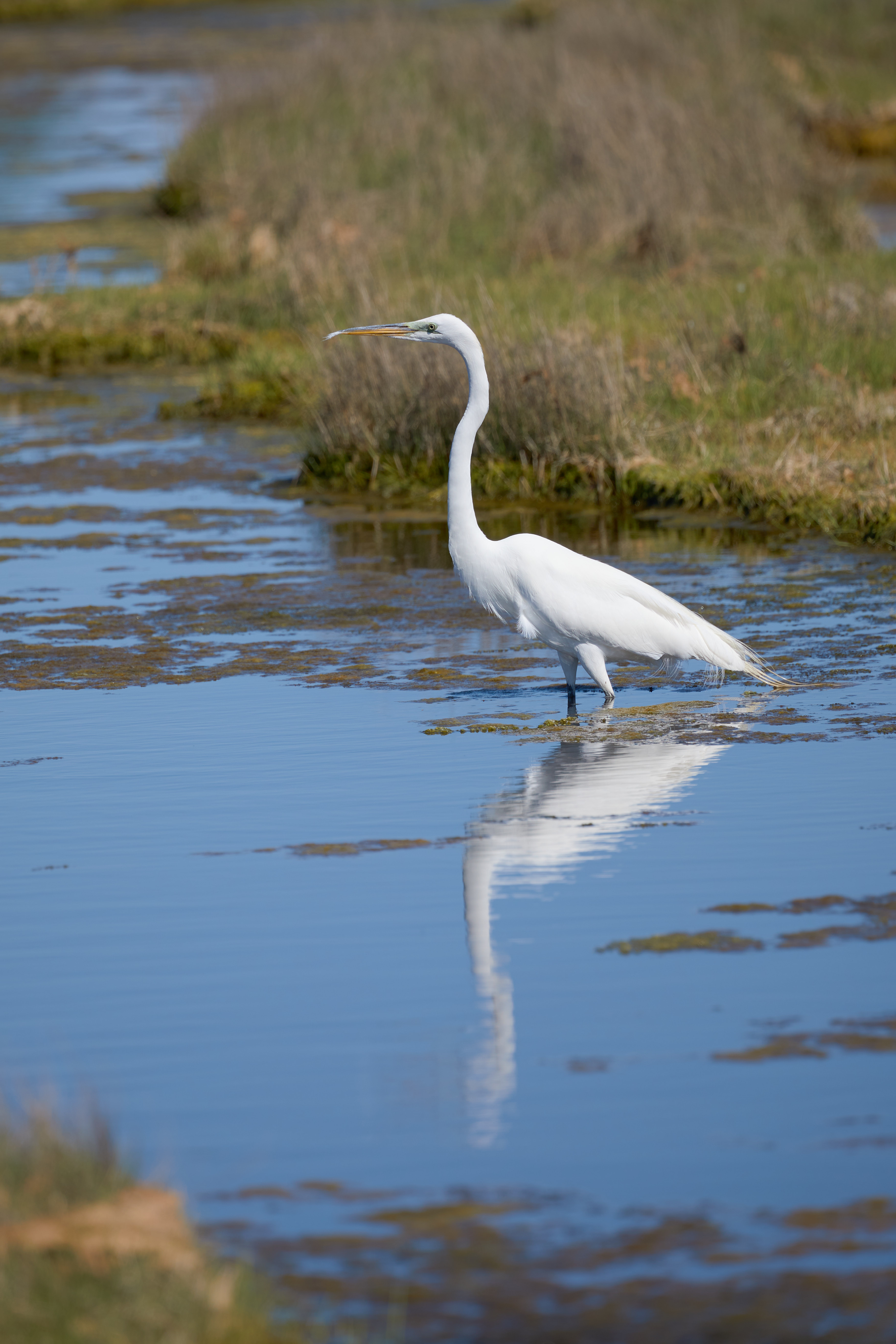 Egret standing in waters of marshland, its reflection in water below.