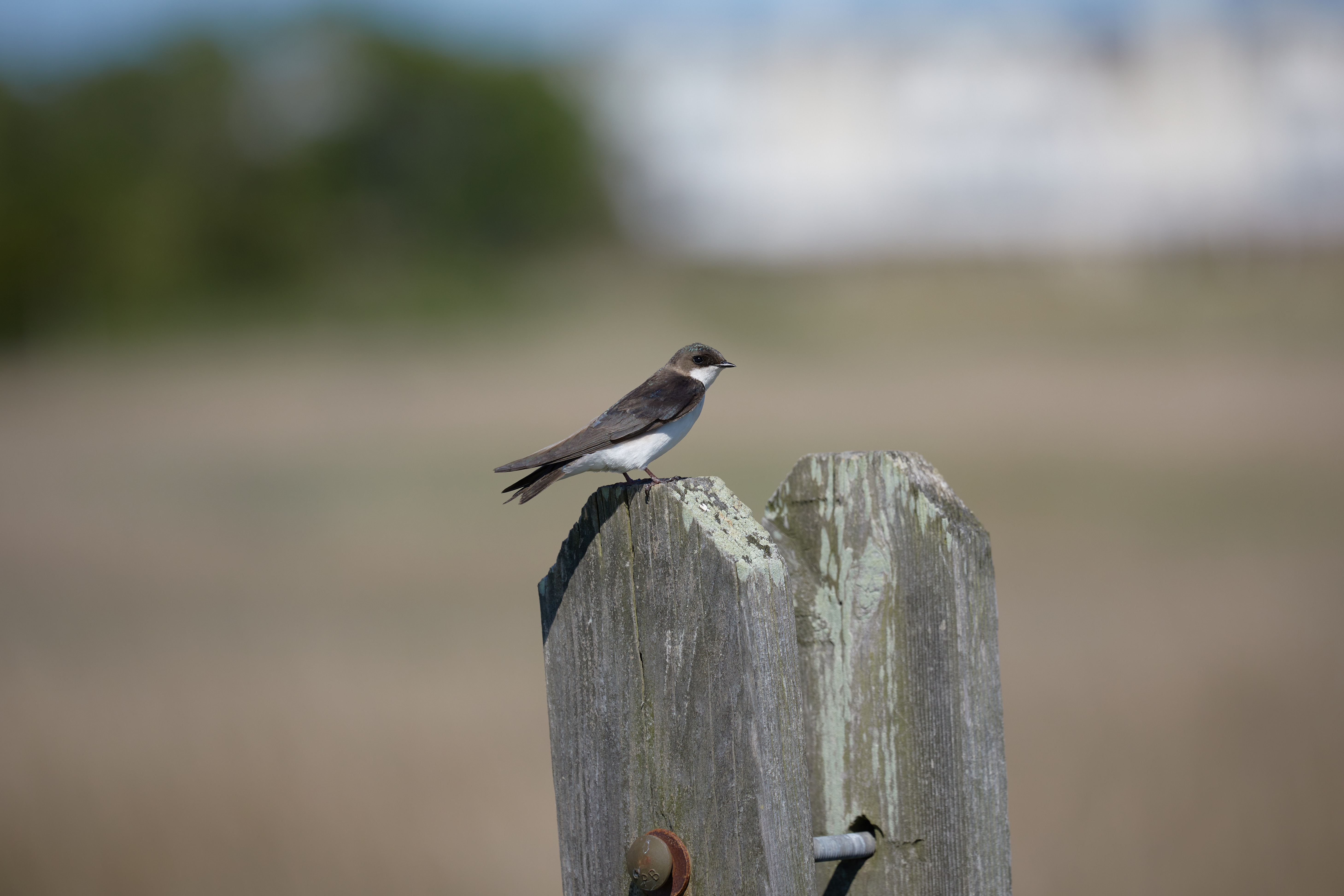 Tree swallow on wooden fence.