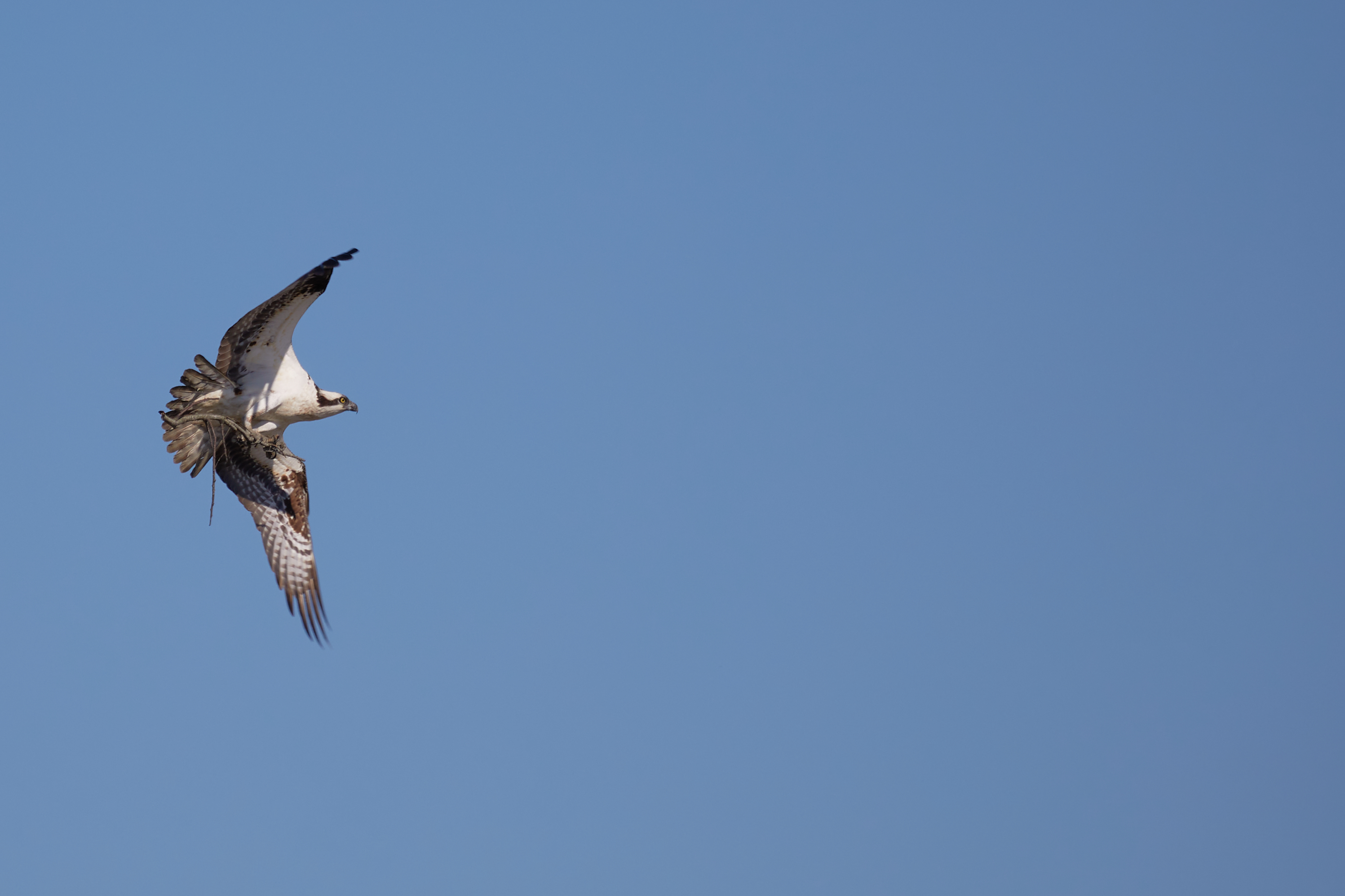 Osprey holding branch in its talons, while in fight.