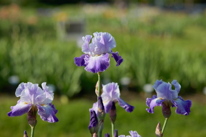 Blue and white irises in a row.