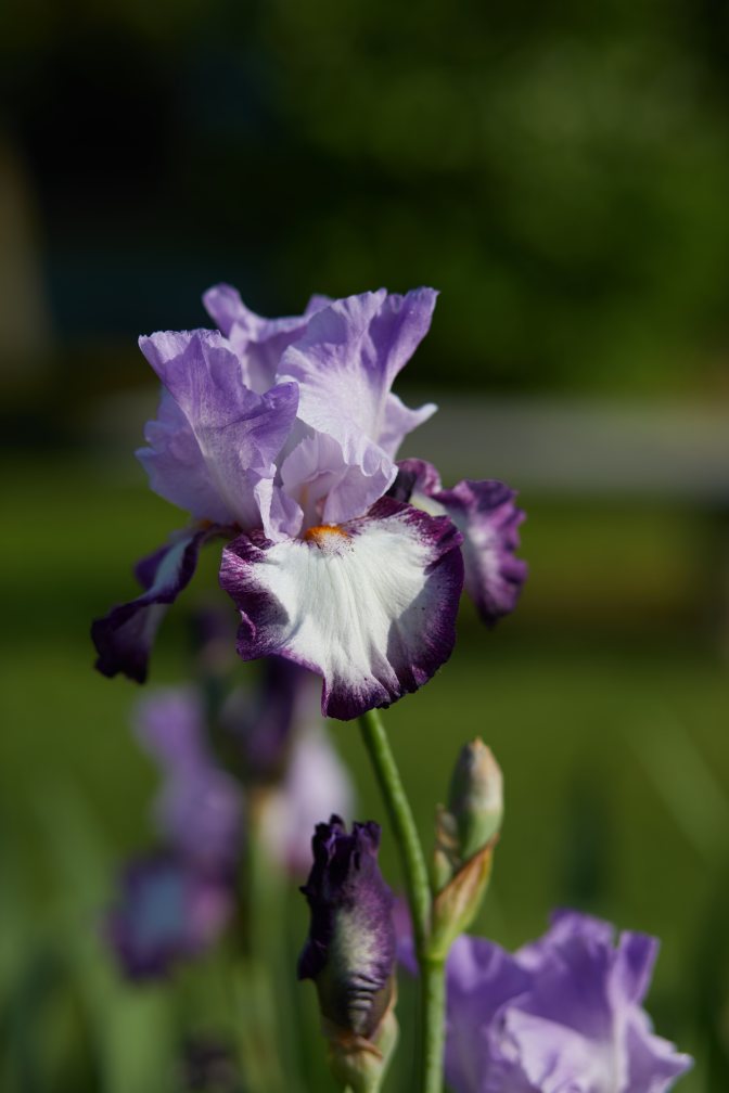 Blue, pink, and white iris.