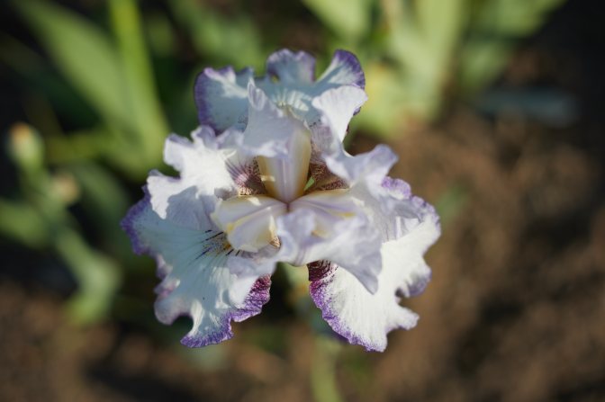 Top-down view of opening of white and pink iris.