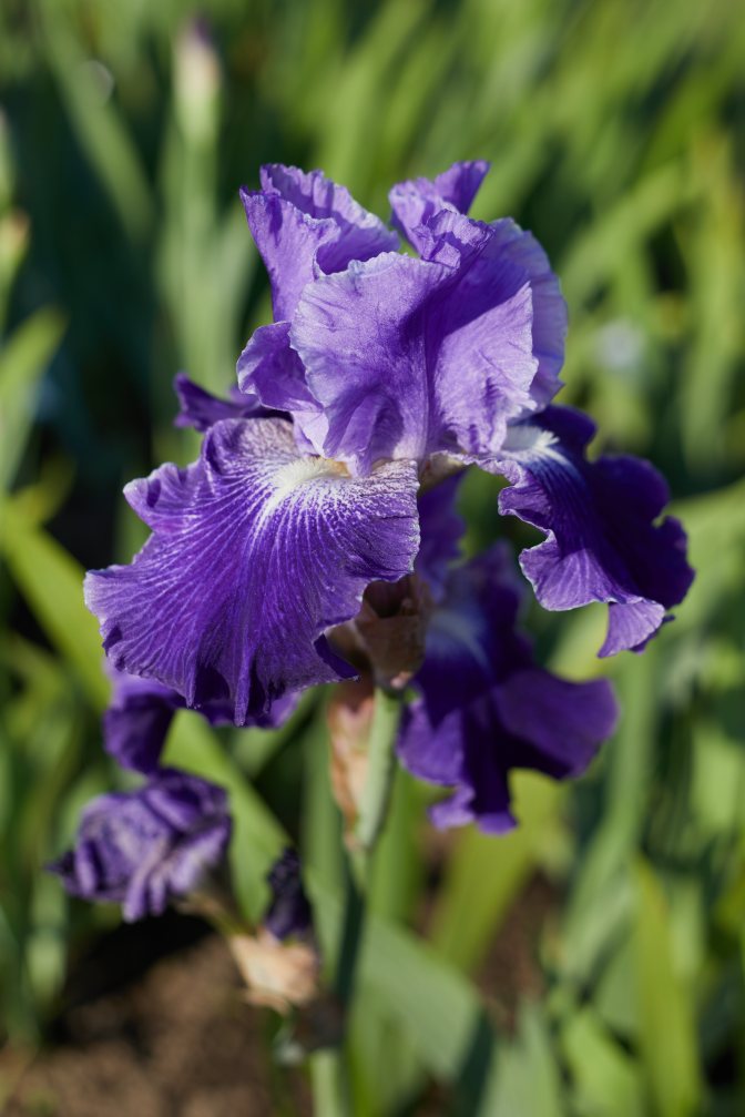 Blue and purple iris.