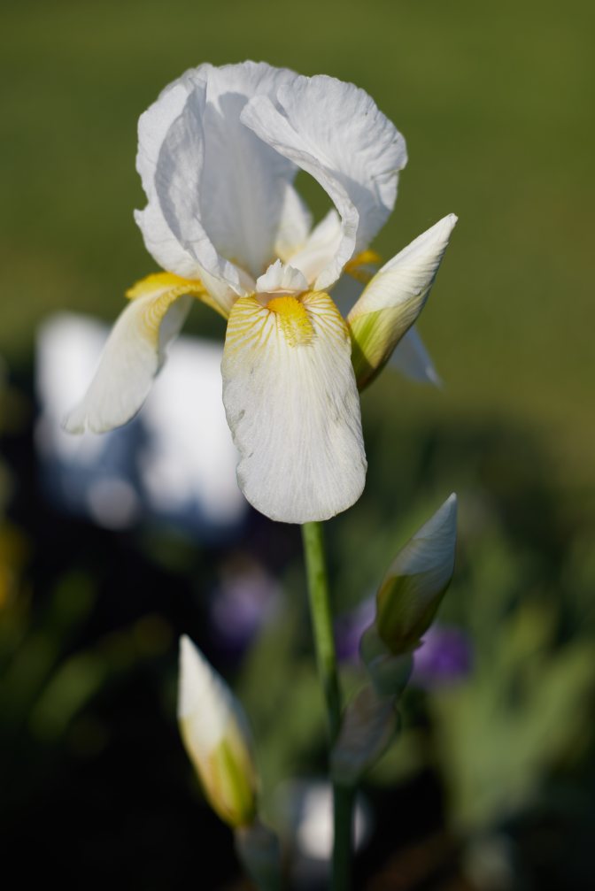 White and yellow iris.
