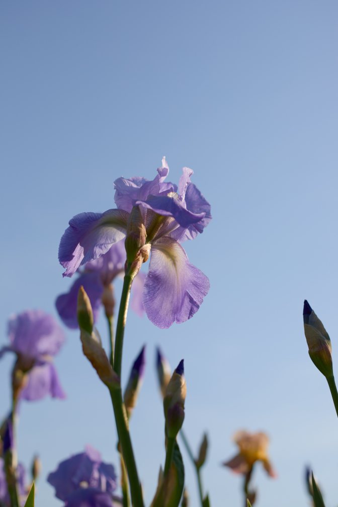 View of blue and white iris, looking upward.