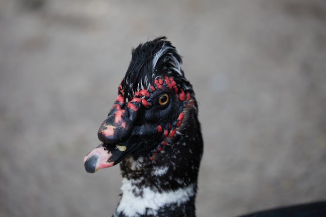 Head of Muscovy Duck