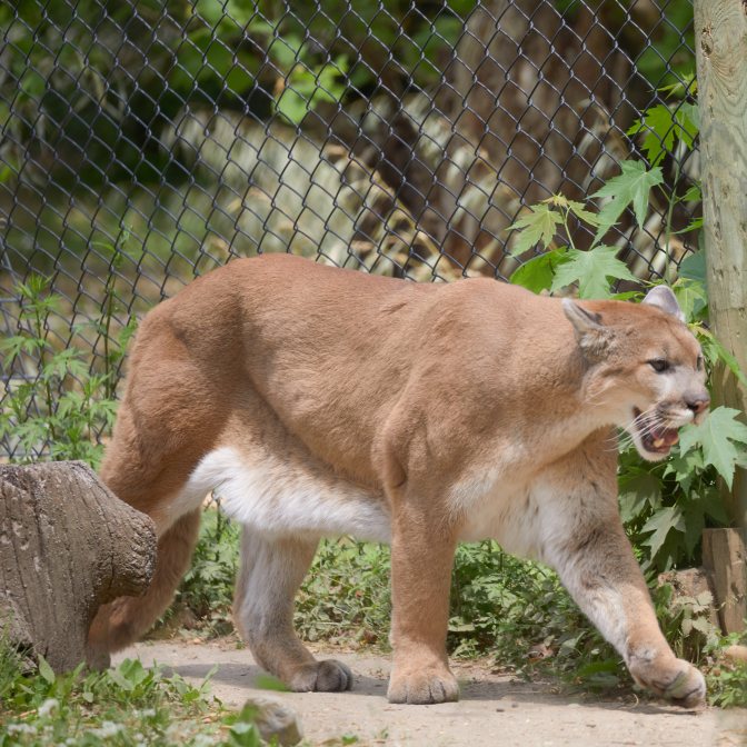 Cougar walking in its enclosure.