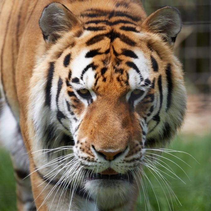 Bengali tiger portrait of head.