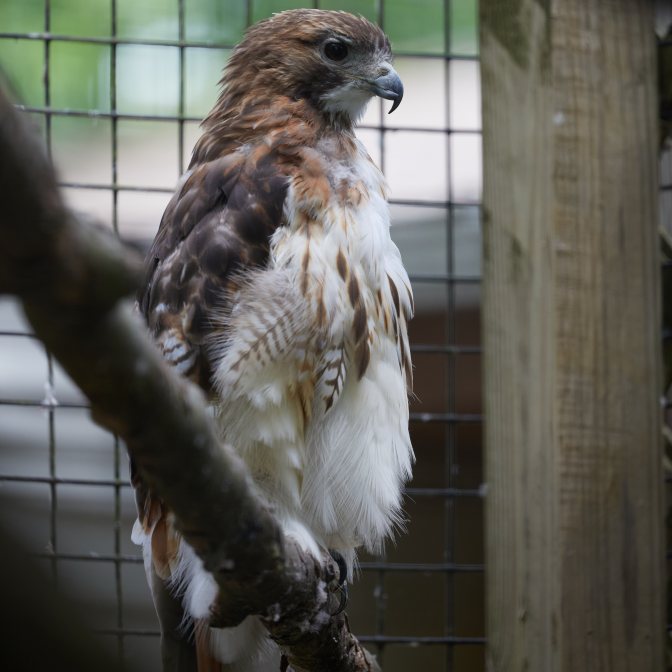 Red-tailed hawk in cage.
