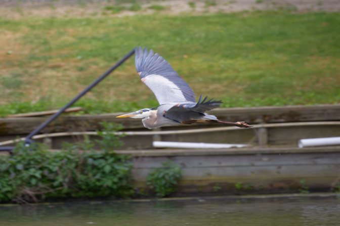 Heron in flight.