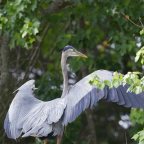 Flowers and Tigers and Herons, Oh My!
