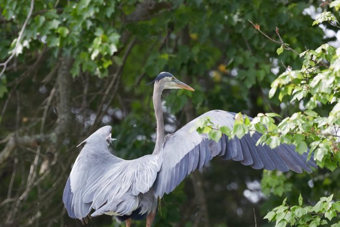Heron spreading its wings on land.
