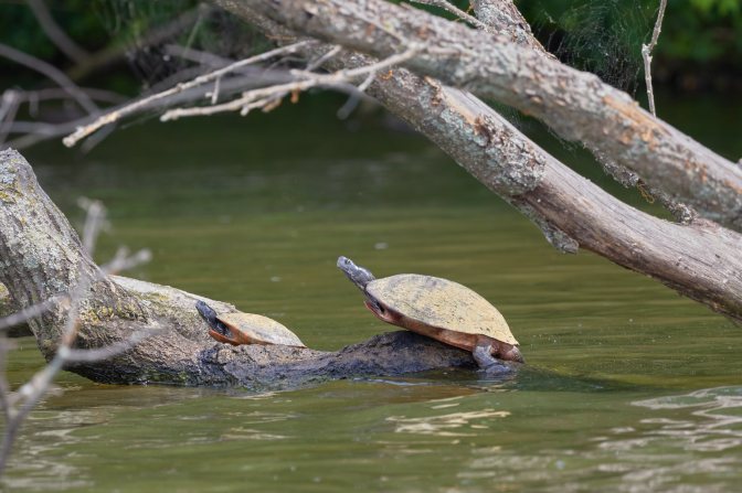 Two turtles on a log.