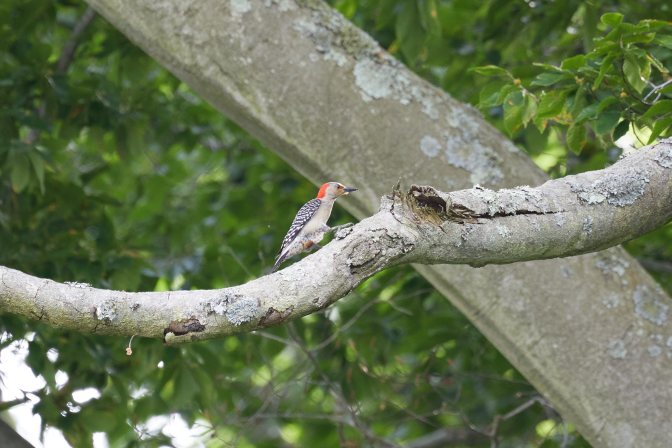 Woodpecker in tree.