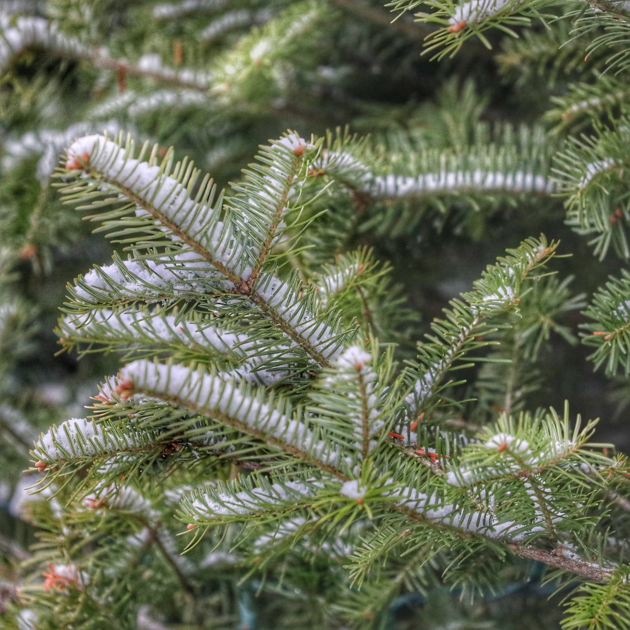 Pine tree branches covered in snow.