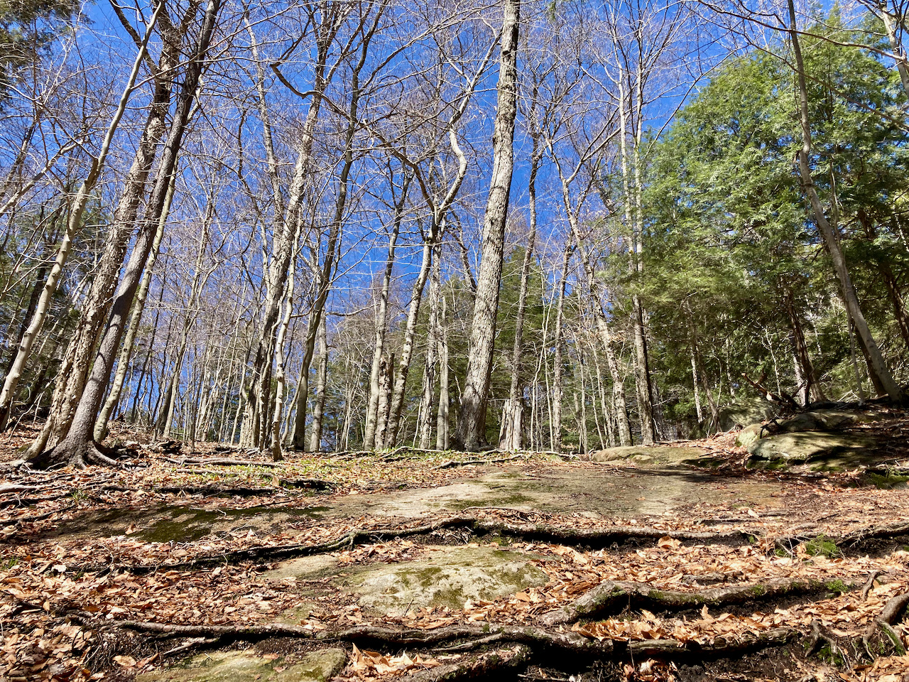 Rocky hillside in woods.