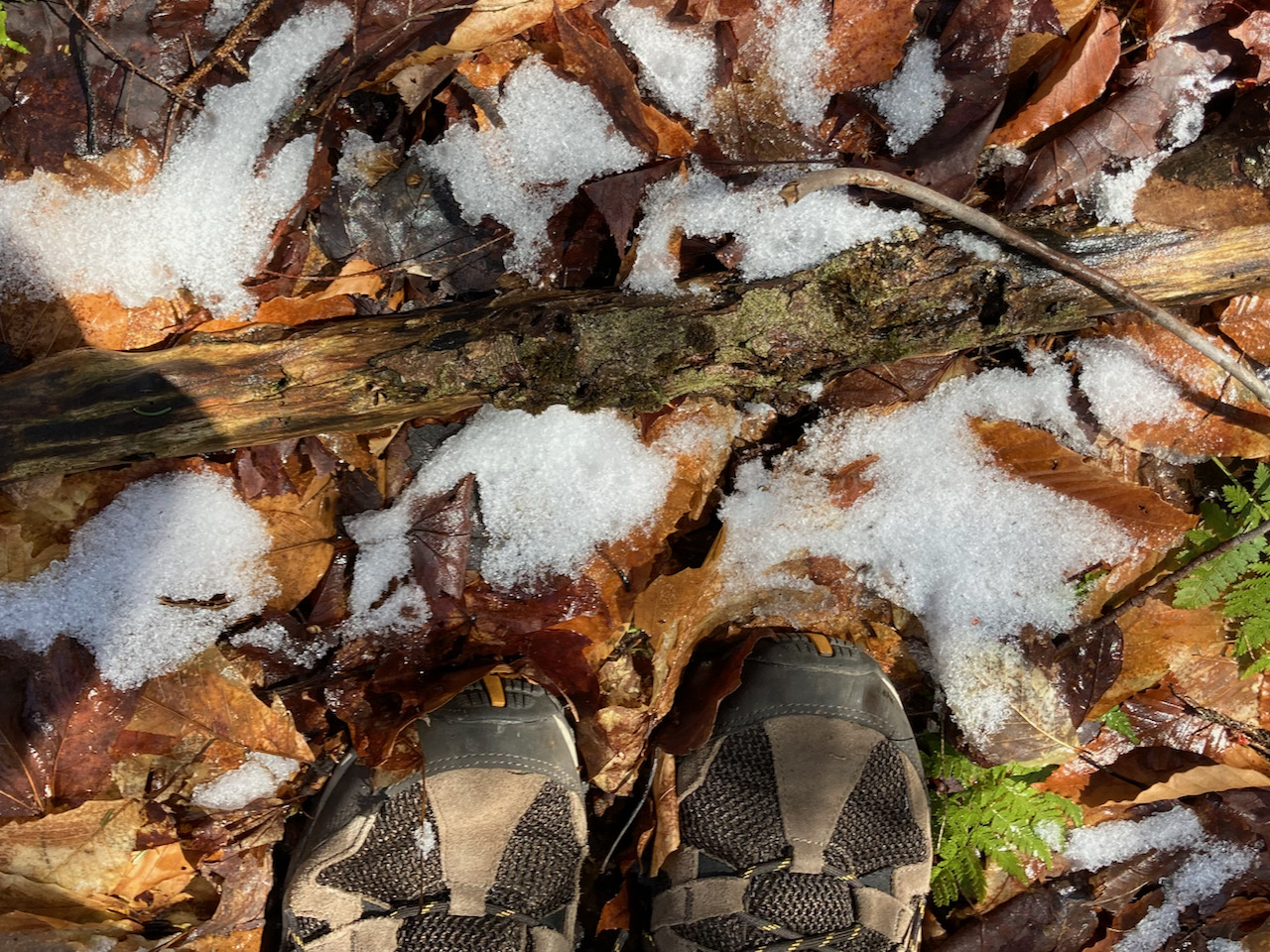 Two hiking shoes standing on wet leaves and snow.