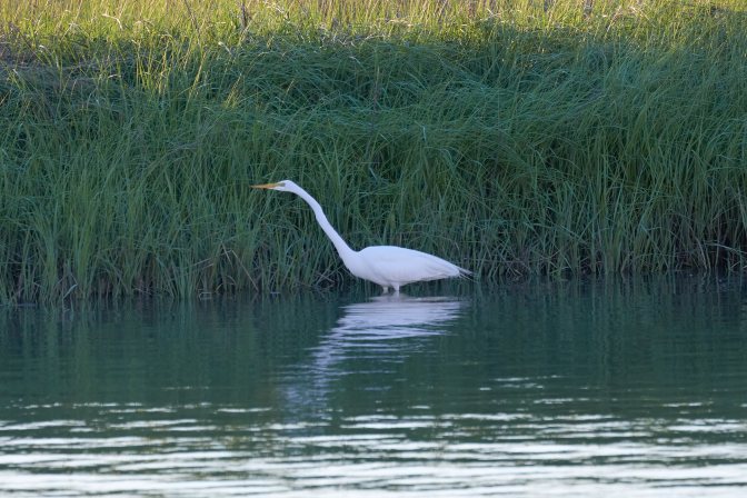 Egret wading in bay near shore.
