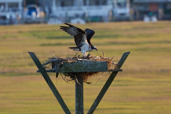 Osprey in nest.