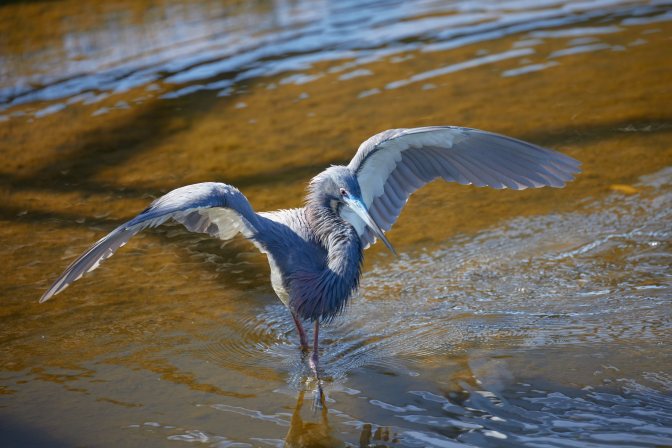 Tri-colored heron with wings outstretched.