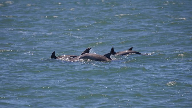 Pod of dolphin swimming.