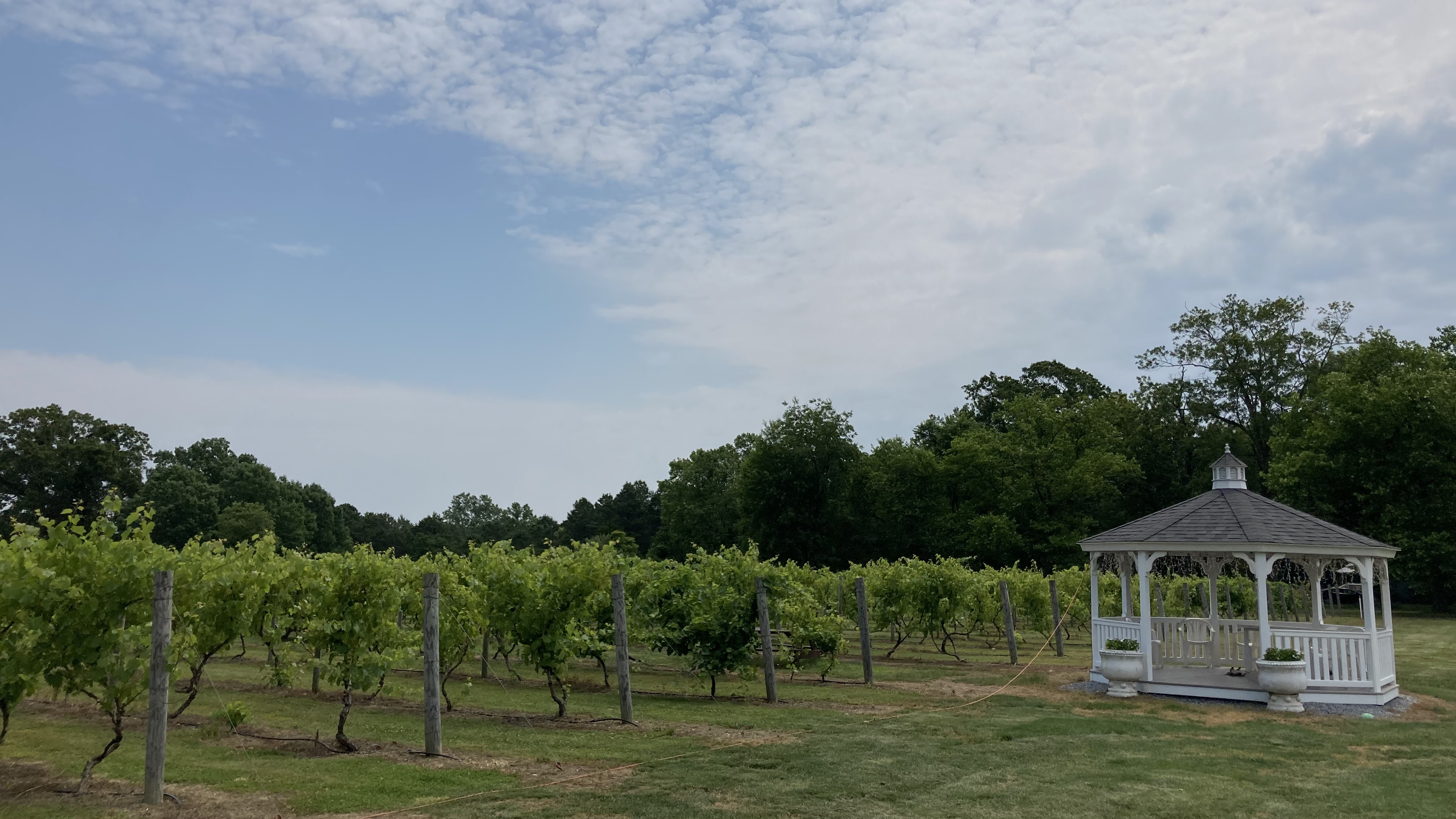 Vineyard with small white gazebo.