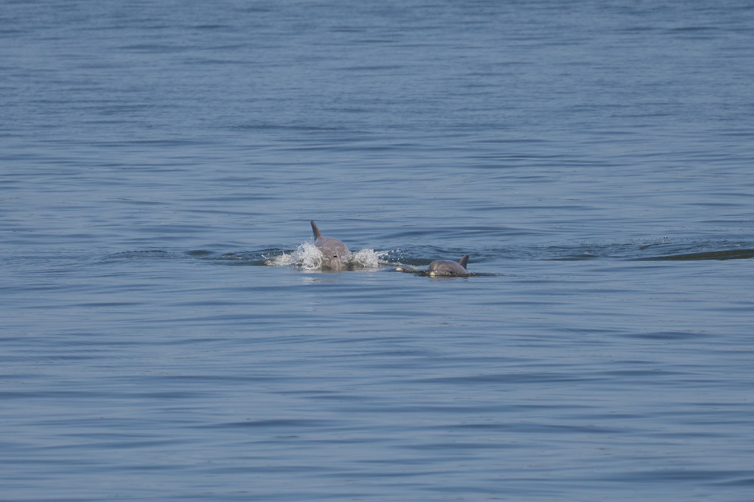 Bottlenose dolphins in water.