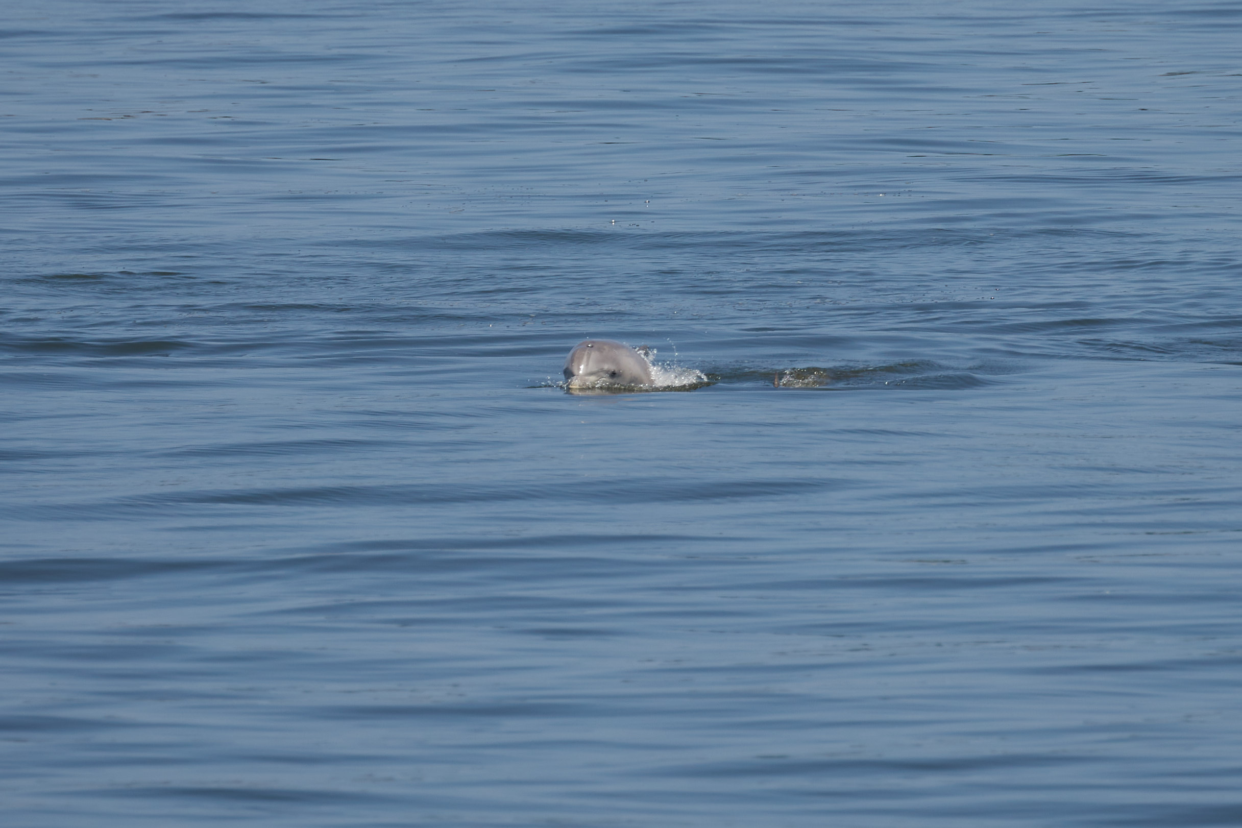 Bottlenose dolphin in water.