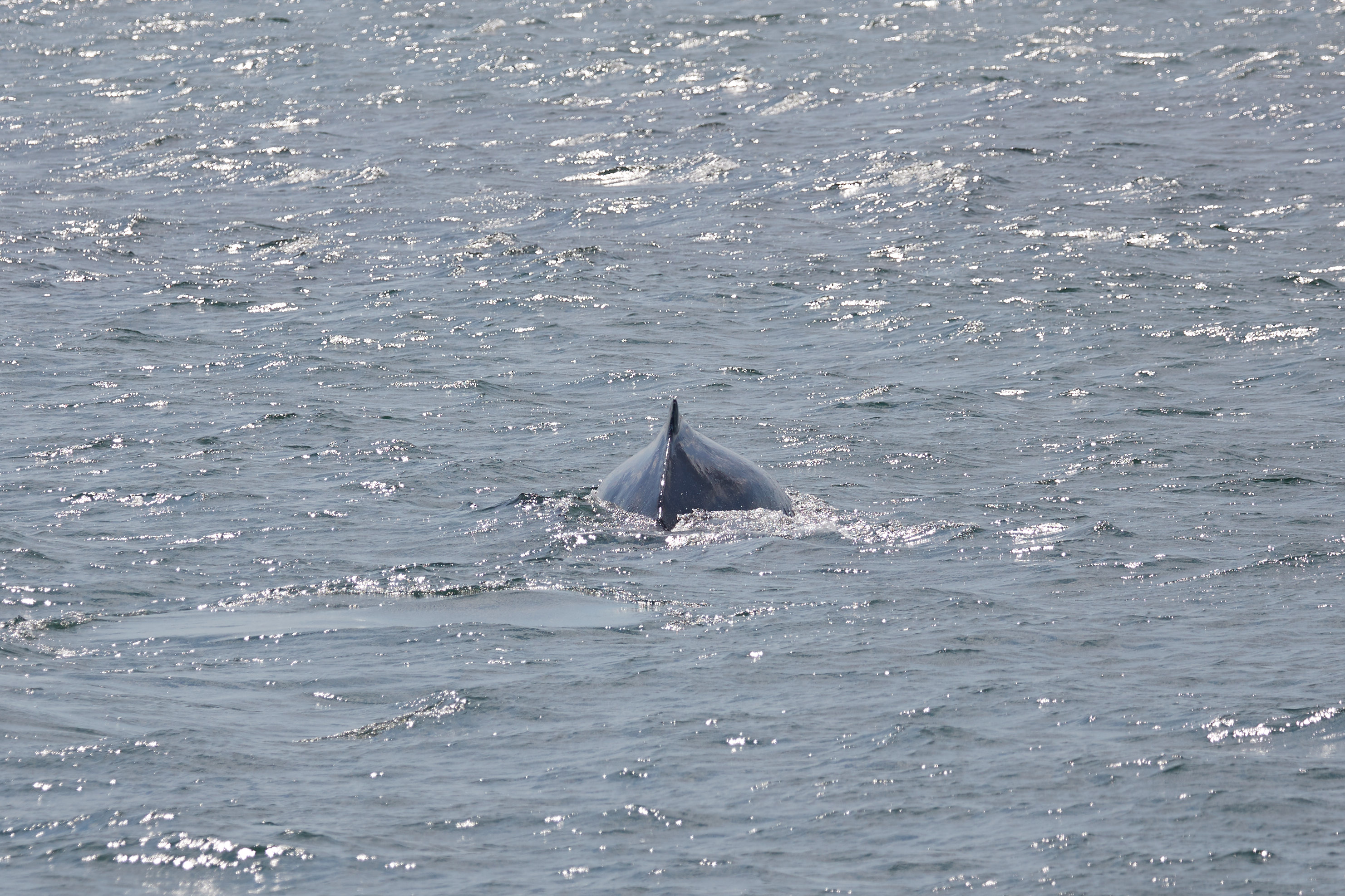 Dorsal fin and back of humpback whale emerging from water.