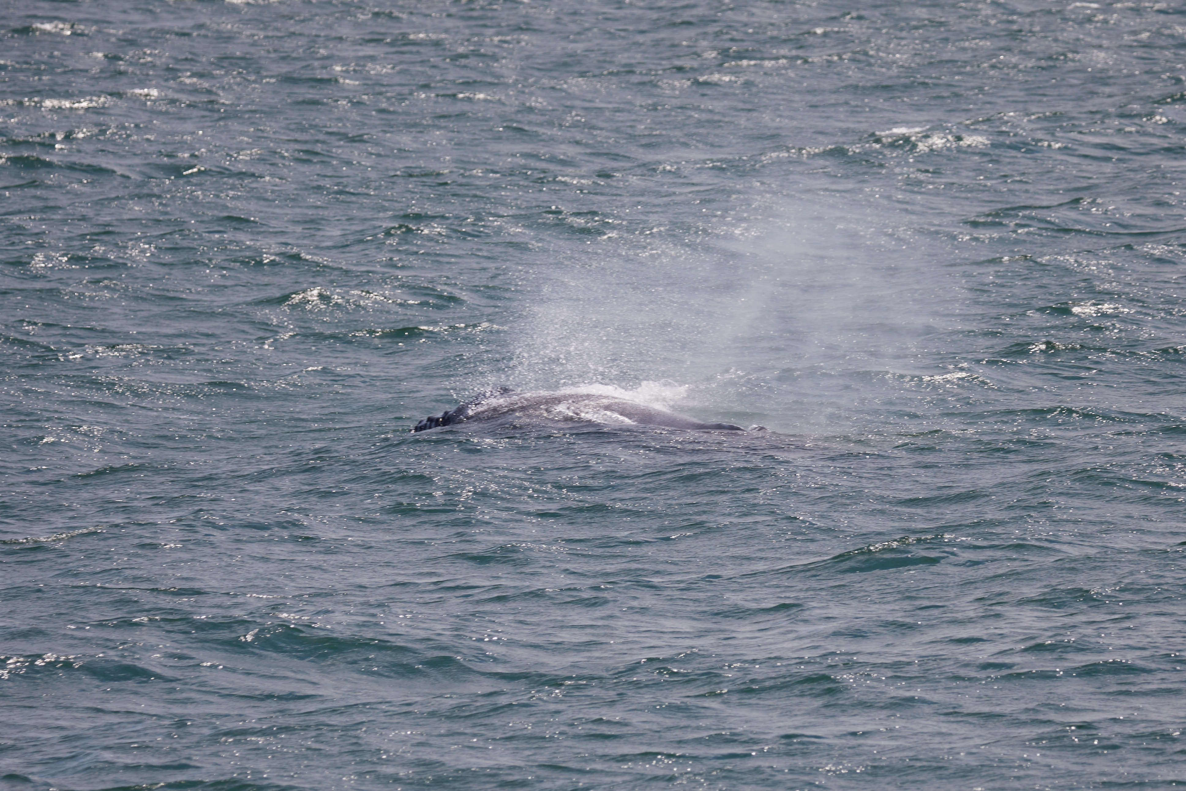Whale spouting water.