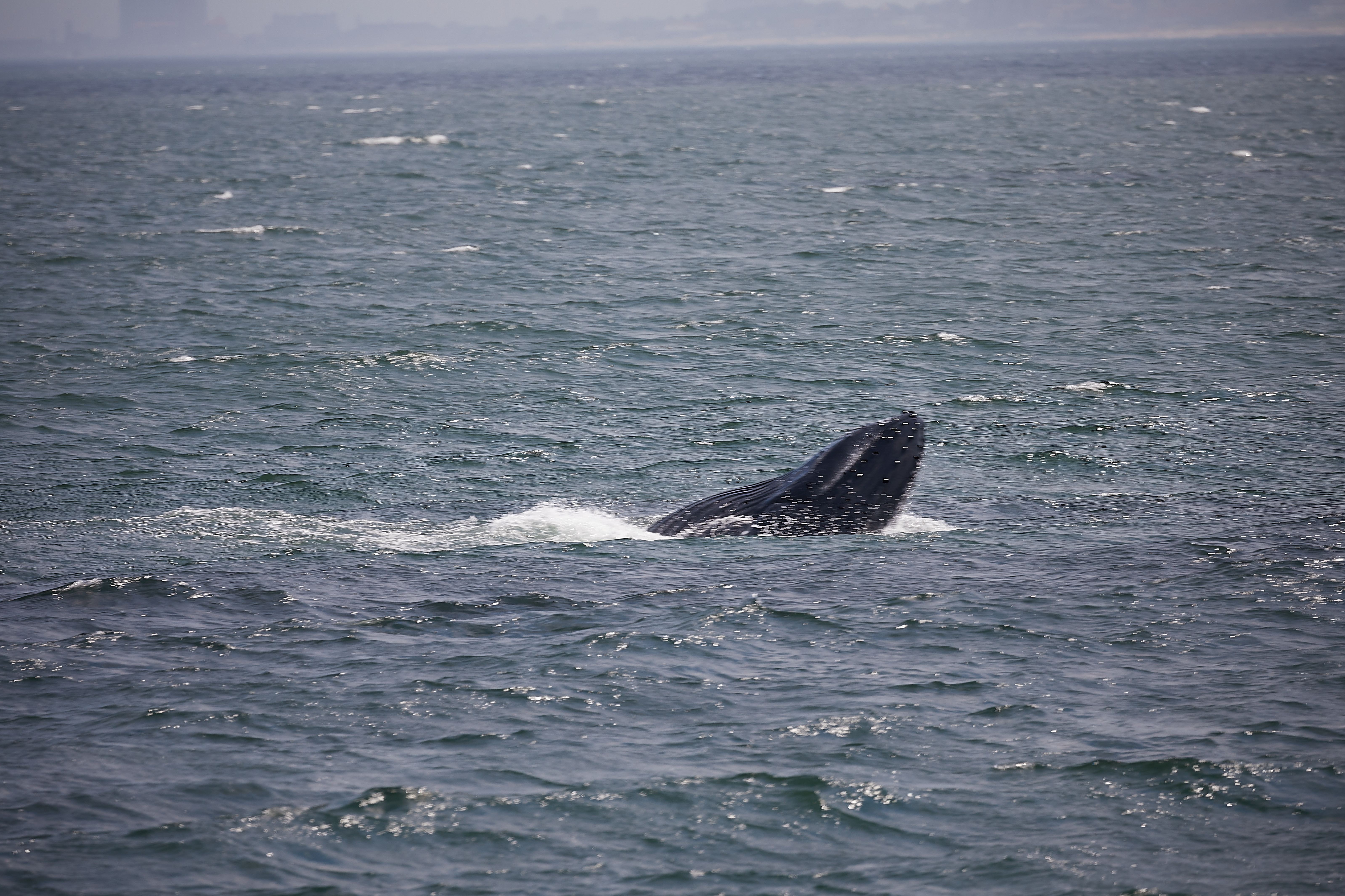 Juvenile humpback whale broaching the surface.
