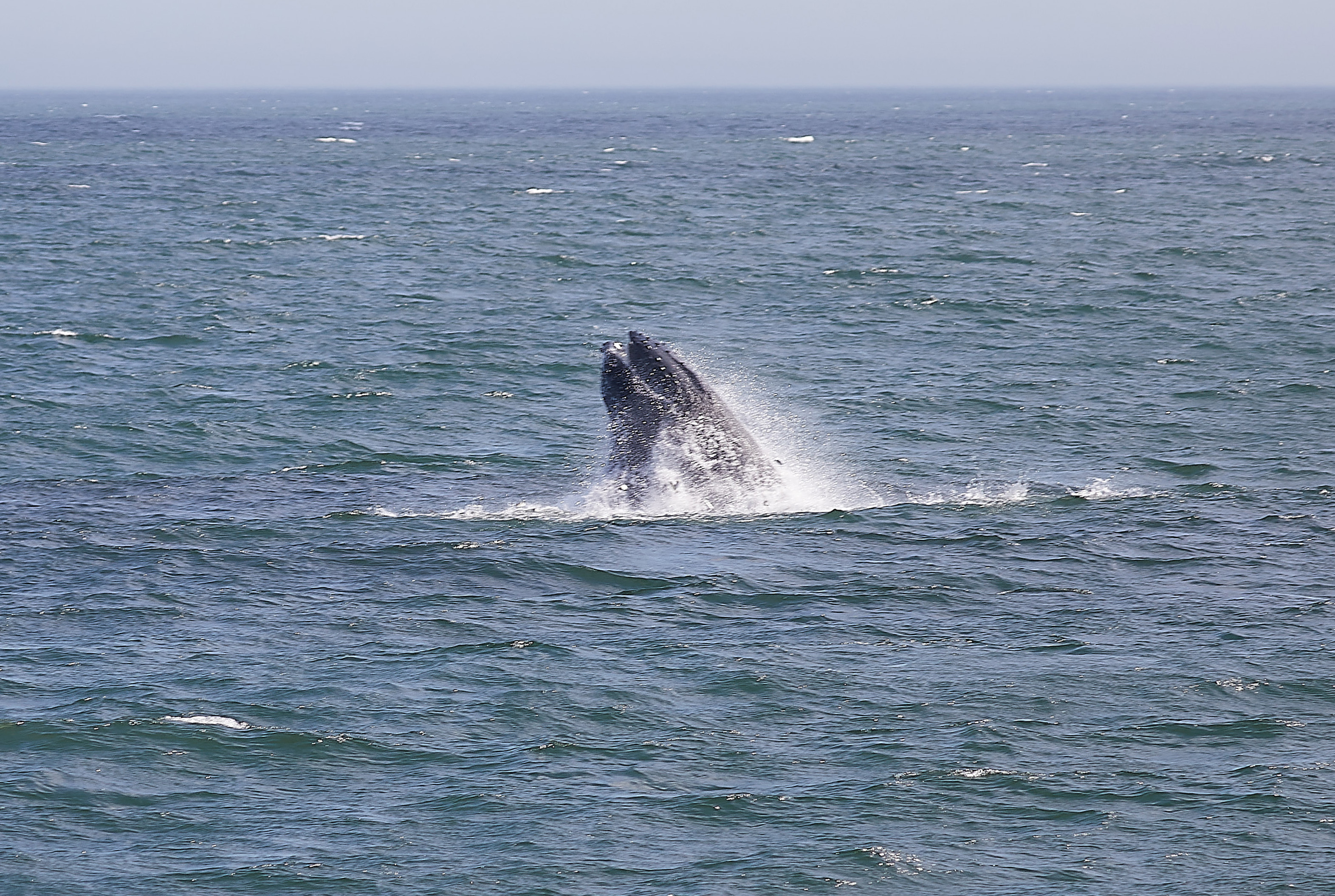 Humpback whale emerging from water.
