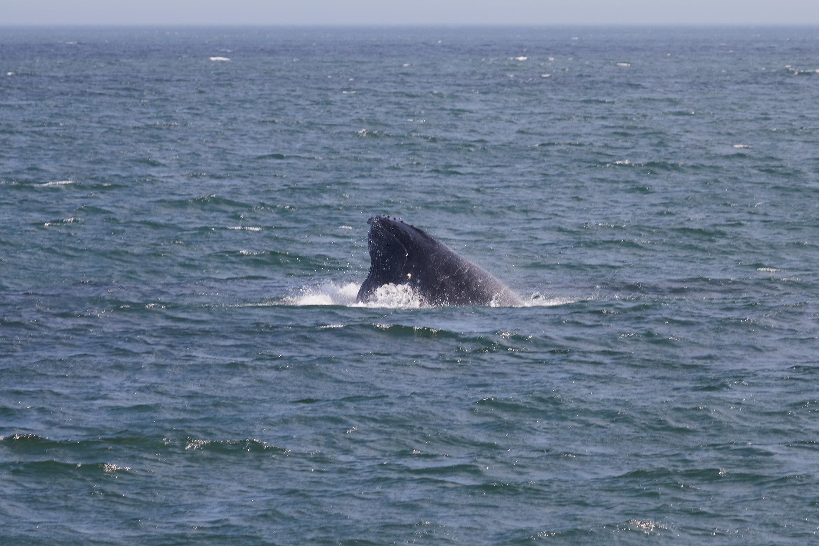 Humpback whale head emerging through water.